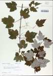 TTRS_000002988-thumbnail.jpg