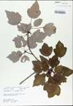 TTRS_000002992-thumbnail.jpg