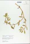 TTRS_000003046-thumbnail.jpg