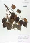 TTRS_000003064-thumbnail.jpg