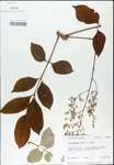 TTRS_000003091-thumbnail.jpg