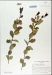 TTRS_000003145-thumbnail.jpg