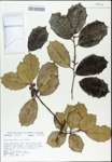 TTRS_000003180-thumbnail.jpg