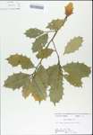 TTRS_000003185-thumbnail.jpg