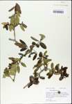 TTRS_000003196-thumbnail.jpg