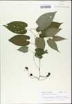 TTRS_000003202-thumbnail.jpg