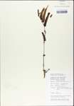 TTRS_000003205-thumbnail.jpg