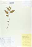 TTRS_000003206-thumbnail.jpg