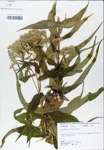 TTRS_000003875-thumbnail.jpg