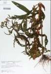 TTRS_000003877-thumbnail.jpg