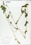 TTRS_000004728-thumbnail.jpg