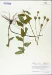 TTRS_000004732-thumbnail.jpg