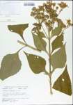 TTRS_000004737-thumbnail.jpg