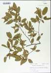 TTRS_000004795-thumbnail.jpg