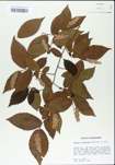 TTRS_000004799-thumbnail.jpg