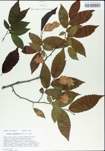 TTRS_000004800-thumbnail.jpg