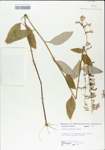 TTRS_000004906-thumbnail.jpg