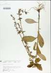 TTRS_000004933-thumbnail.jpg