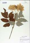 TTRS_000004975-thumbnail.jpg