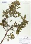 TTRS_000004981-thumbnail.jpg