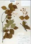TTRS_000004985-thumbnail.jpg