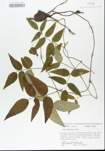 TTRS_000005915-thumbnail.jpg