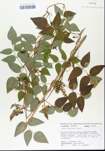 TTRS_000005916-thumbnail.jpg