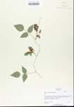 TTRS_000005917-thumbnail.jpg