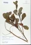 TTRS_000006036-thumbnail.jpg