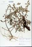 TTRS_000006205-thumbnail.jpg