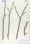 TTRS_000007184-thumbnail.jpg
