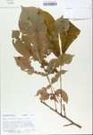 TTRS_000007219-thumbnail.jpg