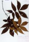 TTRS_000007241-thumbnail.jpg