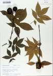 TTRS_000007243-thumbnail.jpg