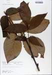 TTRS_000007244-thumbnail.jpg