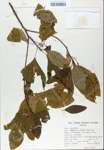 TTRS_000007481-thumbnail.jpg