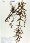 TTRS_000007772-thumbnail.jpg
