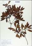 TTRS_000007808-thumbnail.jpg