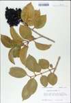 TTRS_000007933-thumbnail.jpg