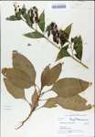 TTRS_000008129-thumbnail.jpg