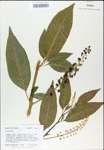 TTRS_000008132-thumbnail.jpg