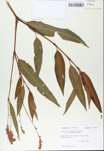 TTRS_000008372-thumbnail.jpg