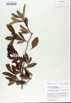 TTRS_000008609-thumbnail.jpg