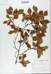 TTRS_000008621-thumbnail.jpg