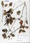 TTRS_000008655-thumbnail.jpg