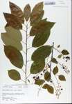 TTRS_000008723-thumbnail.jpg