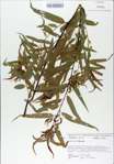 TTRS_000008965-thumbnail.jpg