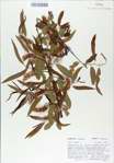 TTRS_000008971-thumbnail.jpg