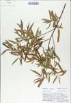 TTRS_000008972-thumbnail.jpg