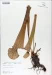 TTRS_000009017-thumbnail.jpg